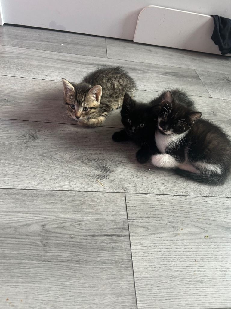 Bengal kittens