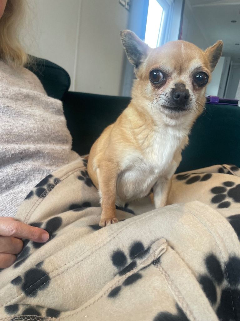 7yr old Chihuahua rehoming 
