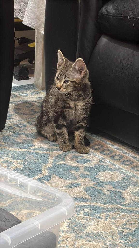 Tabby kitten