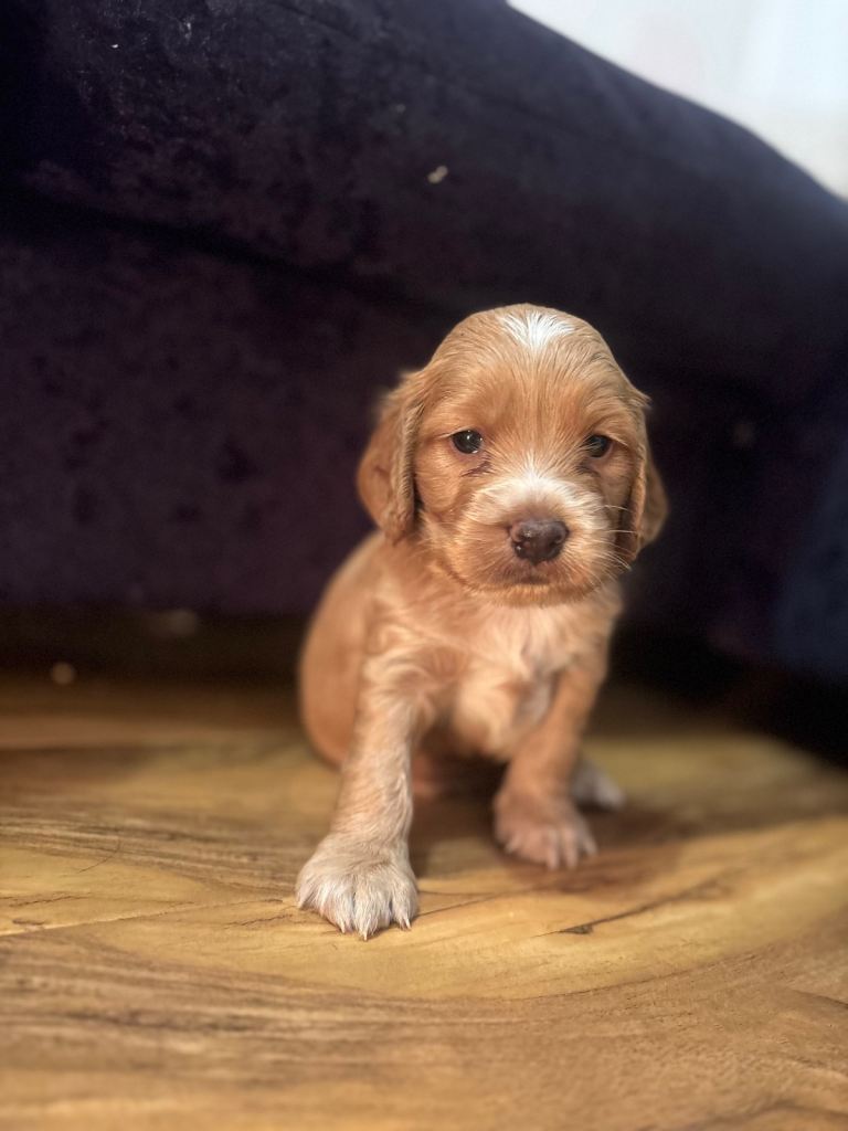 Cocker spaniel pups for sale 