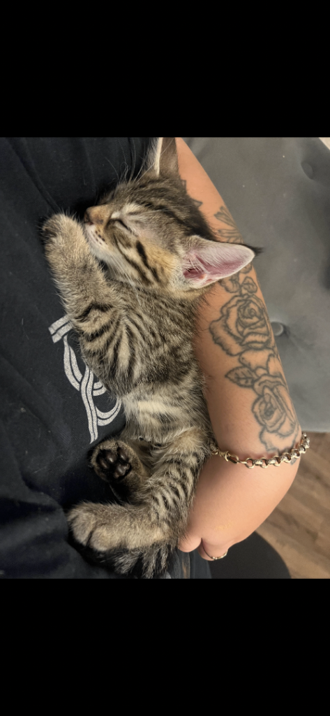 absolutely beautiful female kitten 