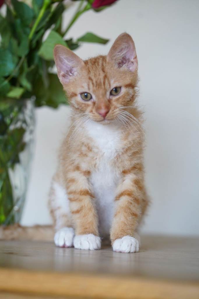 Beautiful 12‑Week‑Old Kittens Ready for Loving Homes