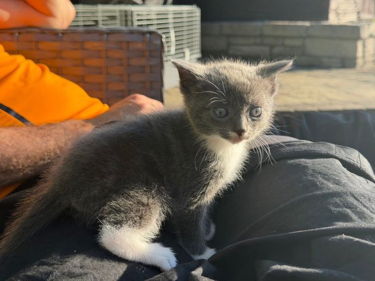 Half rag doll kittens 