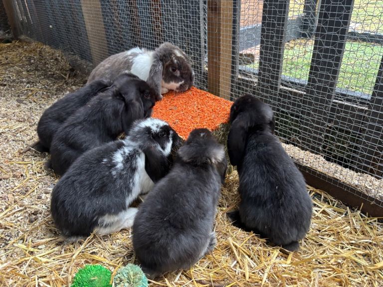 Baby French “giant Lops 
