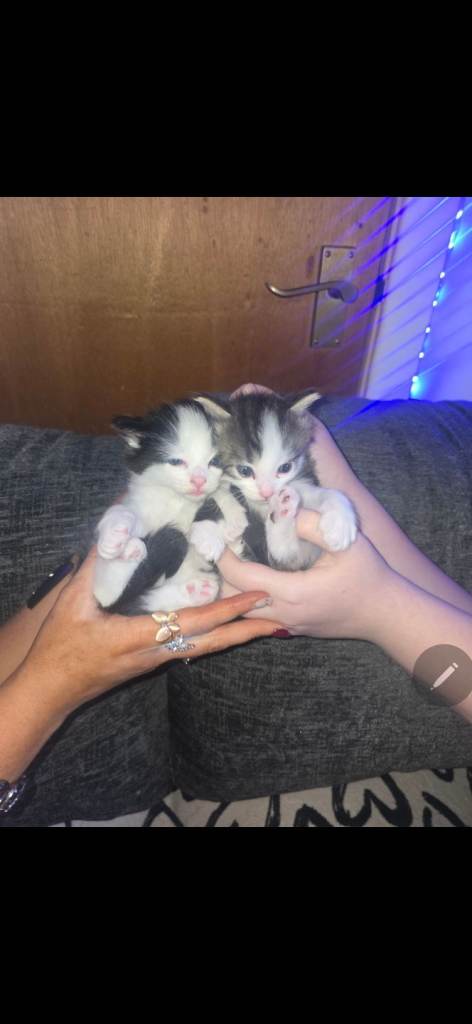 *1 Girl pending and 1 boy left* Most gorgeous friendly kitten