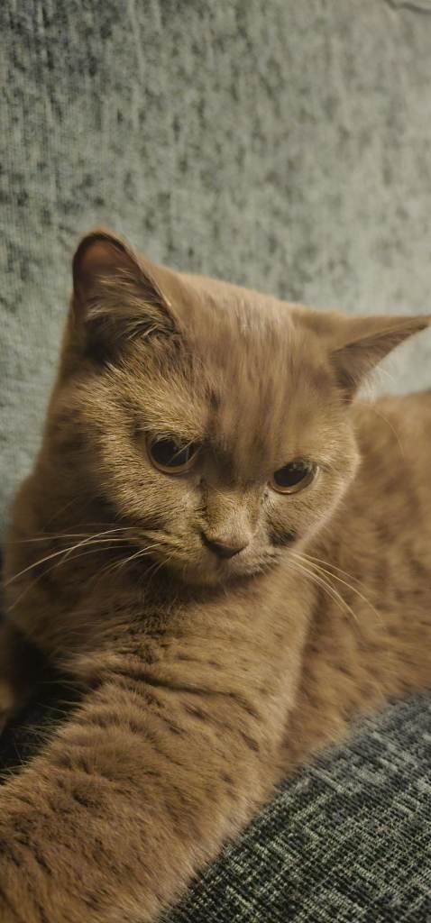 Rare brown British Shorthair girl