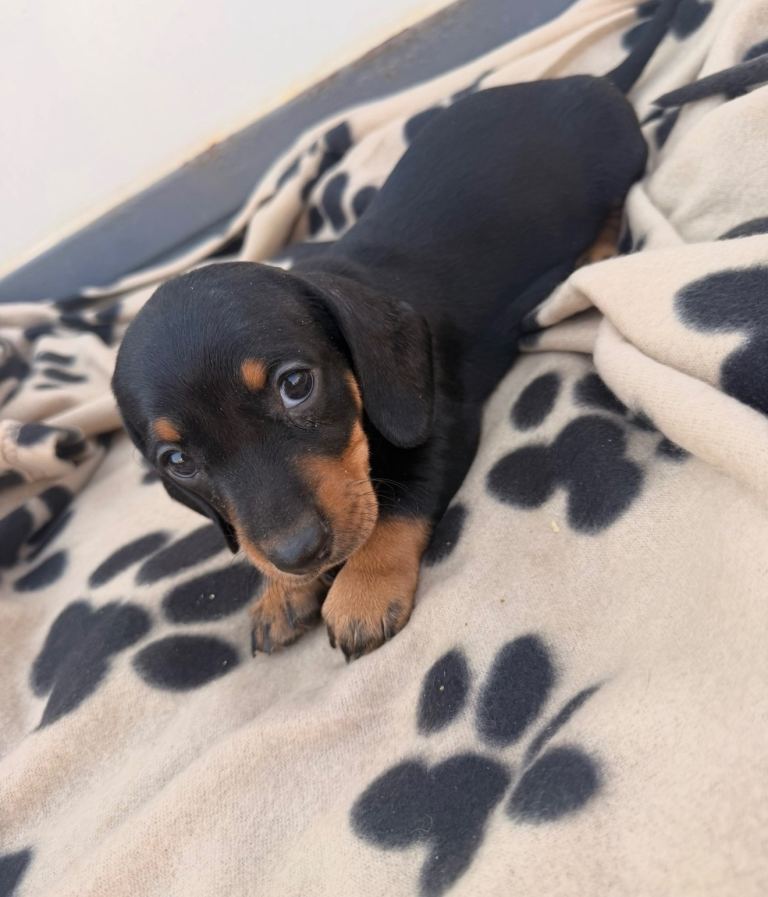 5 beautiful full bread dachshund for sale 