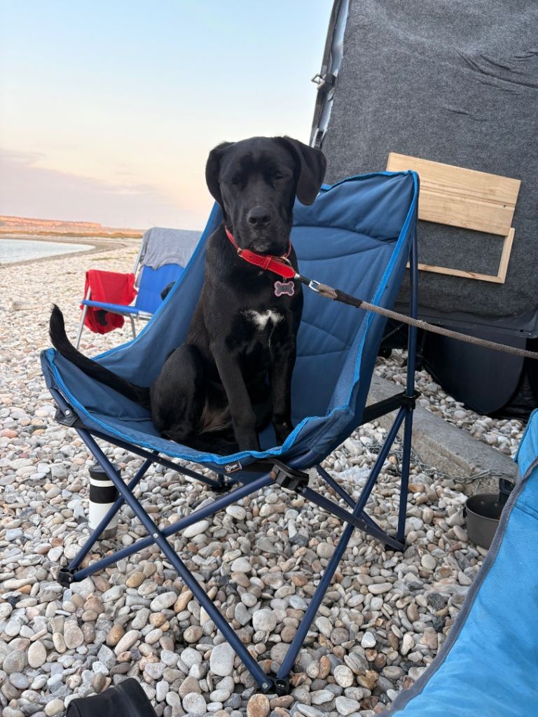 Cane corso 6months old 