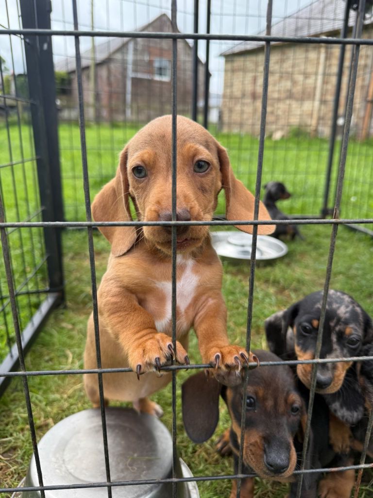 Dachshund puppies