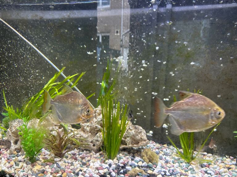 2 silver dollars breeding pair