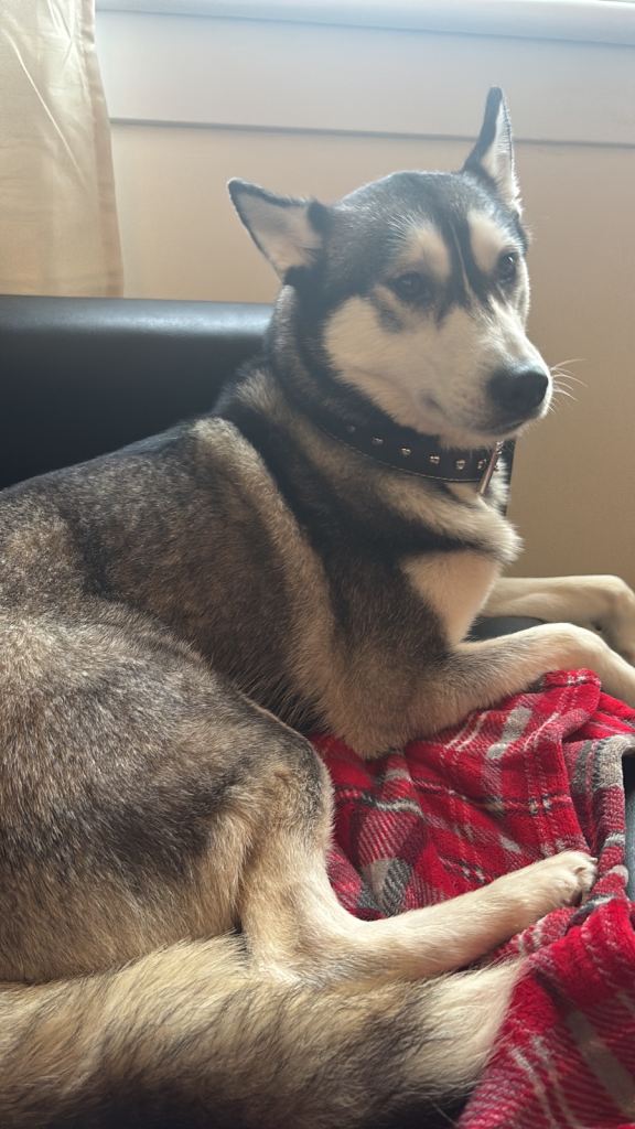 Two husky dogs for rehoming 