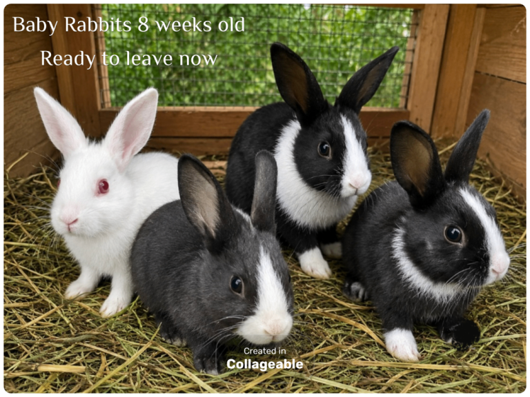 Baby Rabbits - 8 weeks old ready to leave 