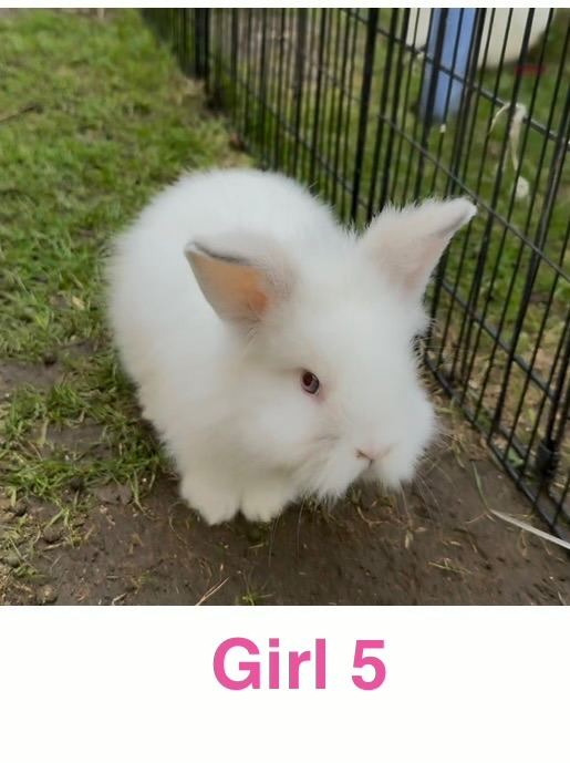 Double Maned Lionhead READY NOW 