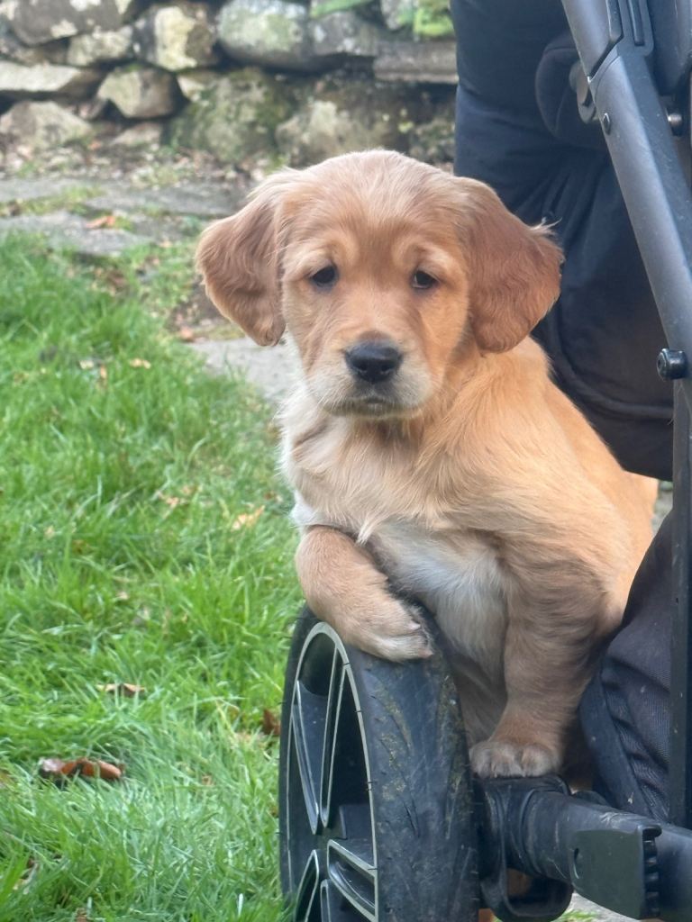 KC Working Golden retriever pups 