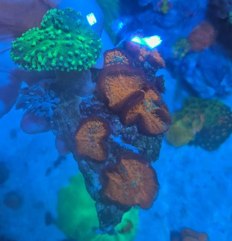 Marine coral
