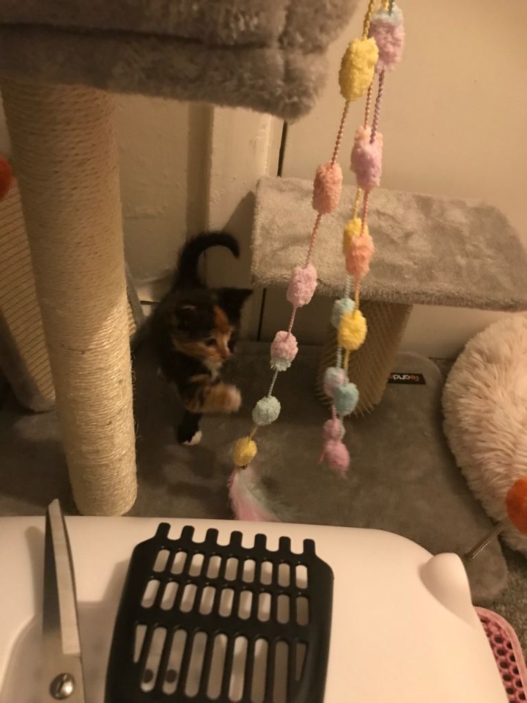 Tortoise shell kitten 