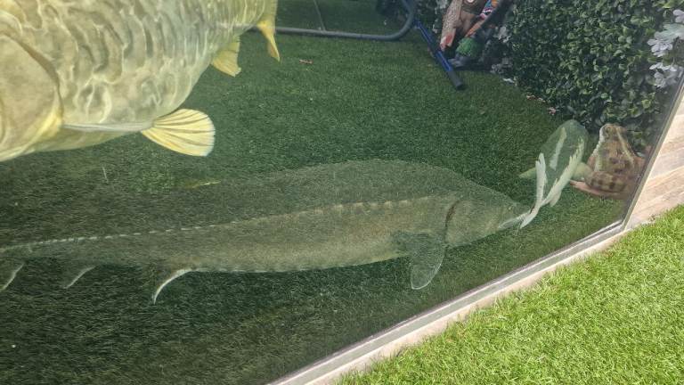 Large Koi Carp for Sale – Approx. 20" 