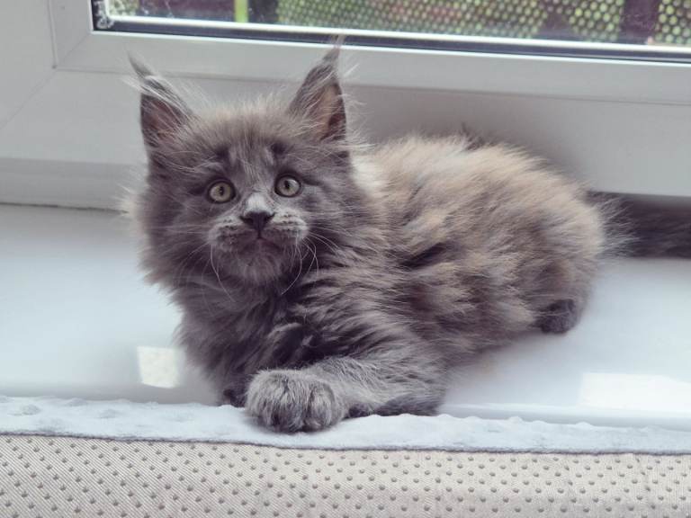 Maine Coon male kittens