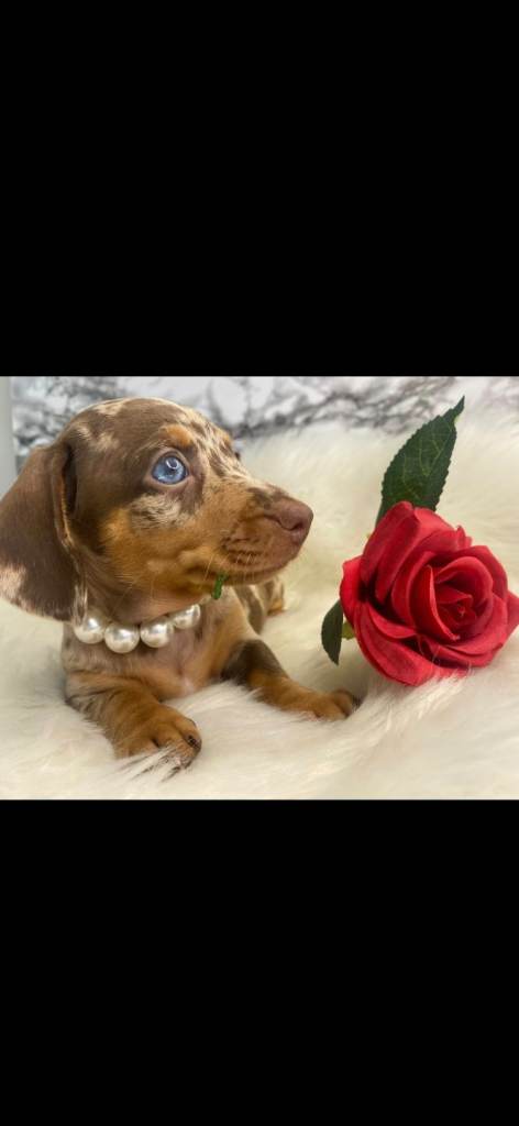 Dachshund puppies