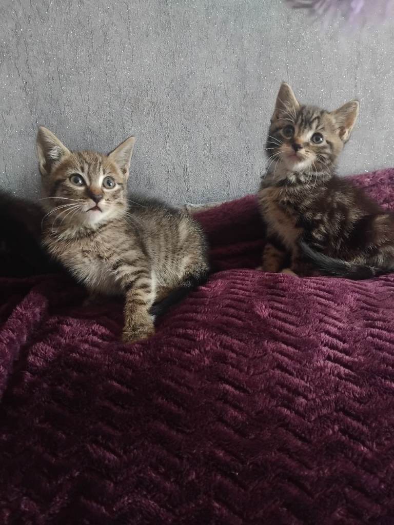 3 gorgeous patterened kittens ready this weekend 8th august. 