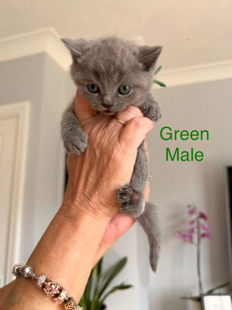 Blue British shorthair kittens 