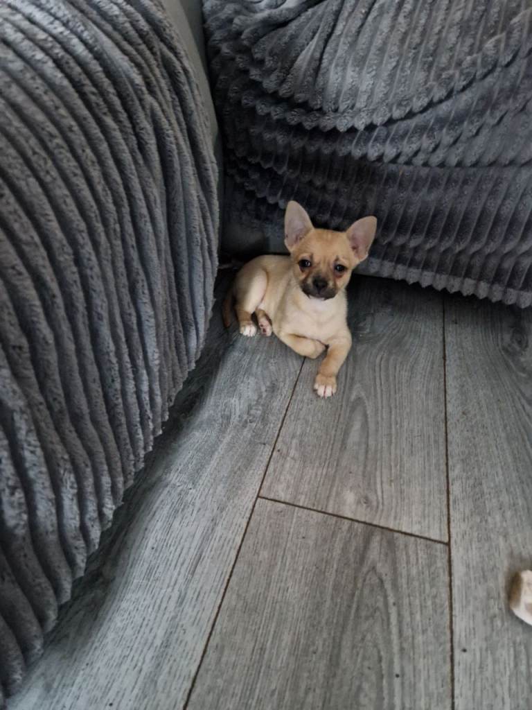 Last 1 Stunning French bulldog cross pomeranian pups
