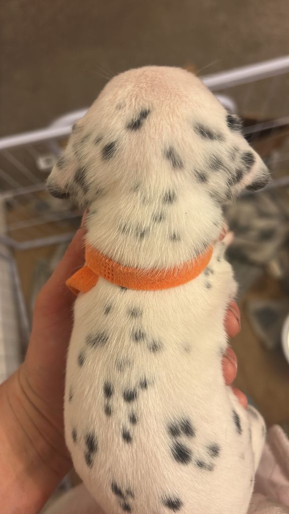 Dalmation puppy boys