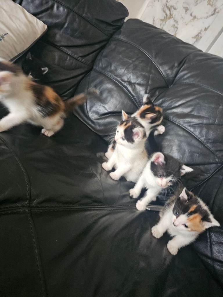 Kittens