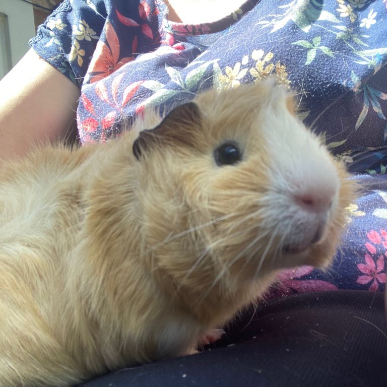 6 month old male Guinea pig 