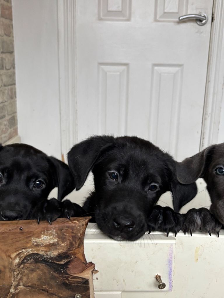 Cane Corso × Belgian Malinois 9 weeks old, ready to leave now, only 3 left  