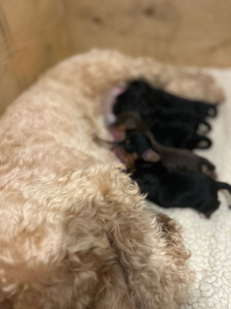 Boy cockapoo