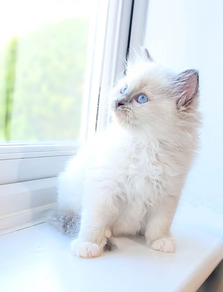 TICA Active Ragdoll female thoroughly health tested 