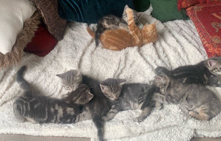 For Sale 7 Gorgeous Kittens 