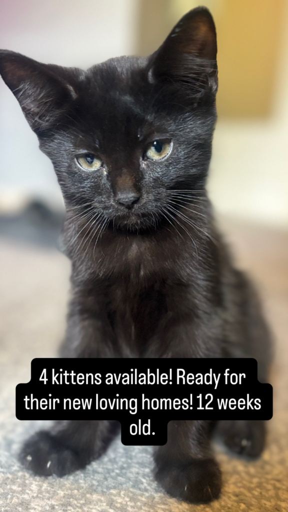 Kittens for sale 12 weeks old x loving and friendly kittens