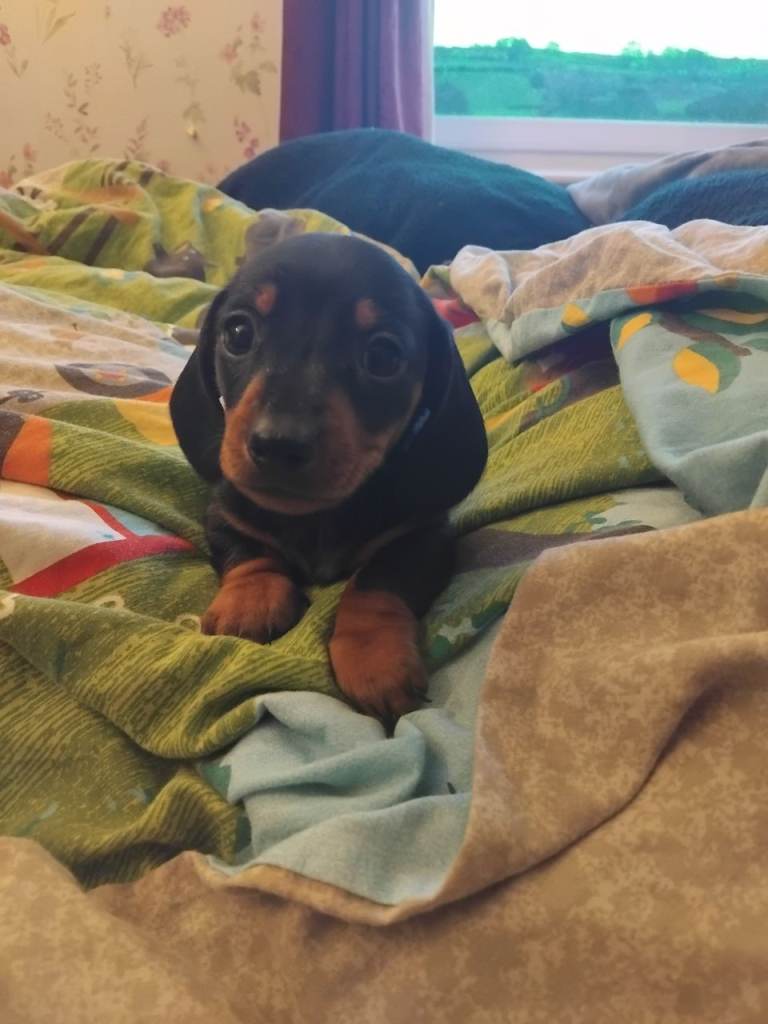 Miniature dashchund 