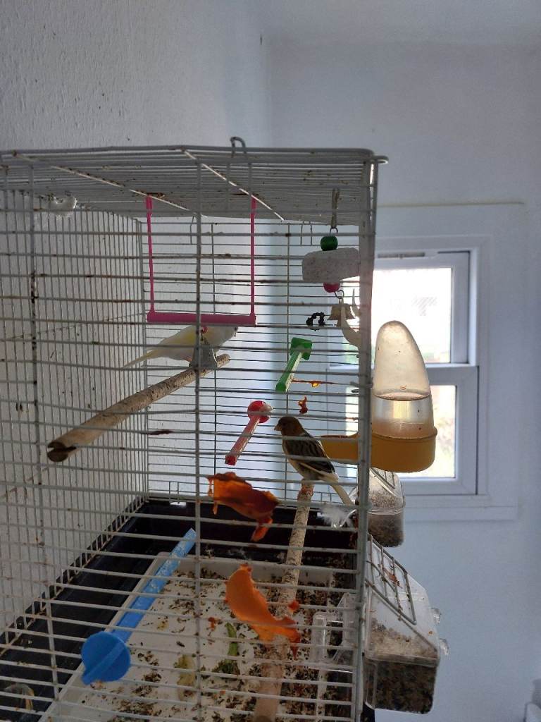 SINGING CANARIES