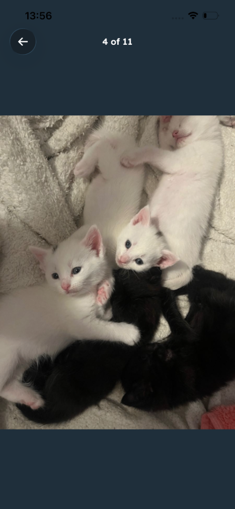 5 beautiful kittens 🐱 looking for their forever 🏠 
