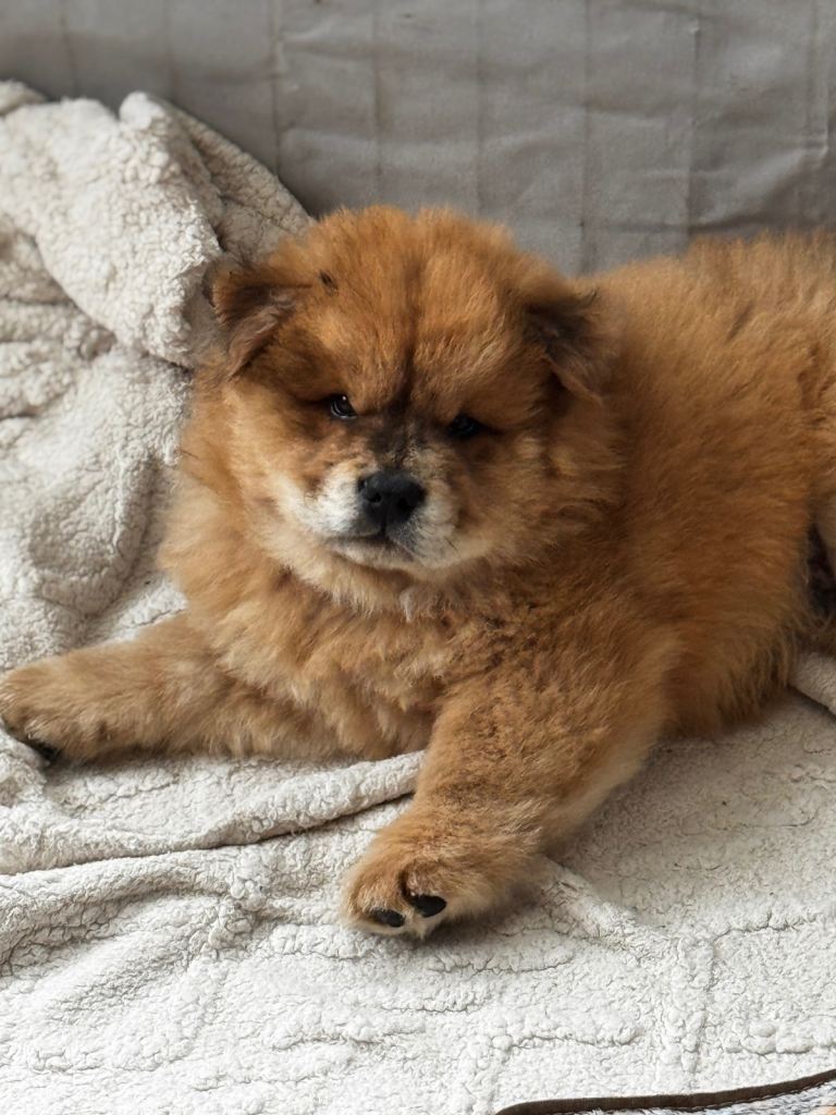 READY TO LEAVE NOW Chow Chow Puppies