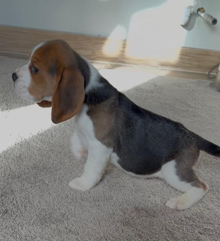 K c reg Charter-wood beagles  