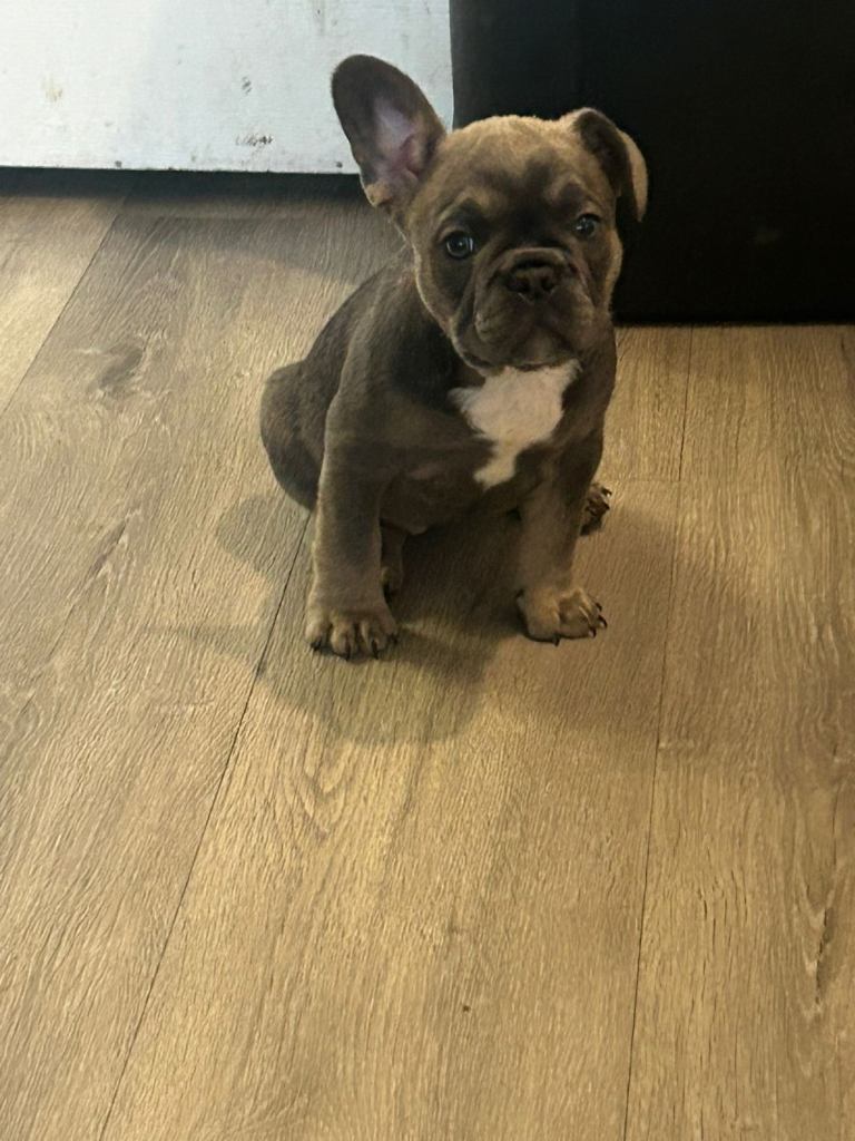 French bulldog puppy’s 