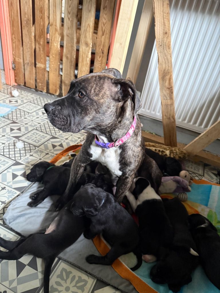 Staffy Labrador puppies 