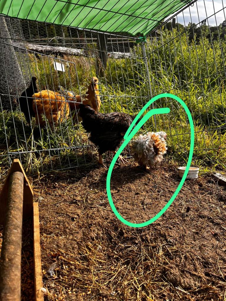 3 months age Bantam peckin male chicken