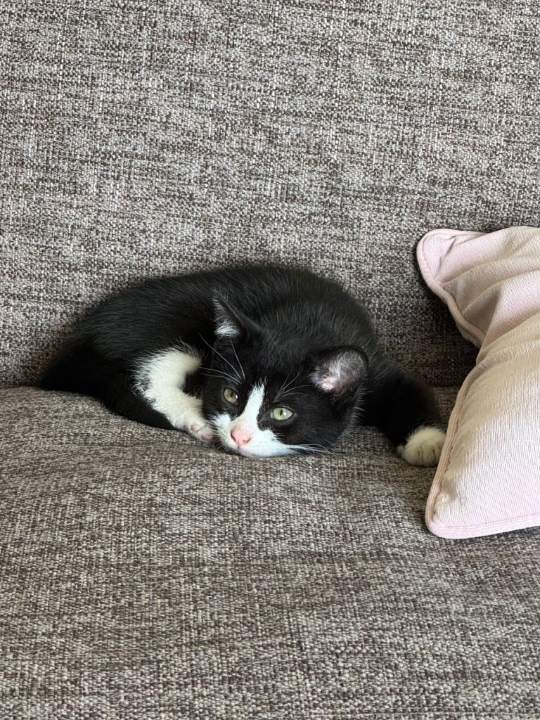 Beautiful male kitten 
