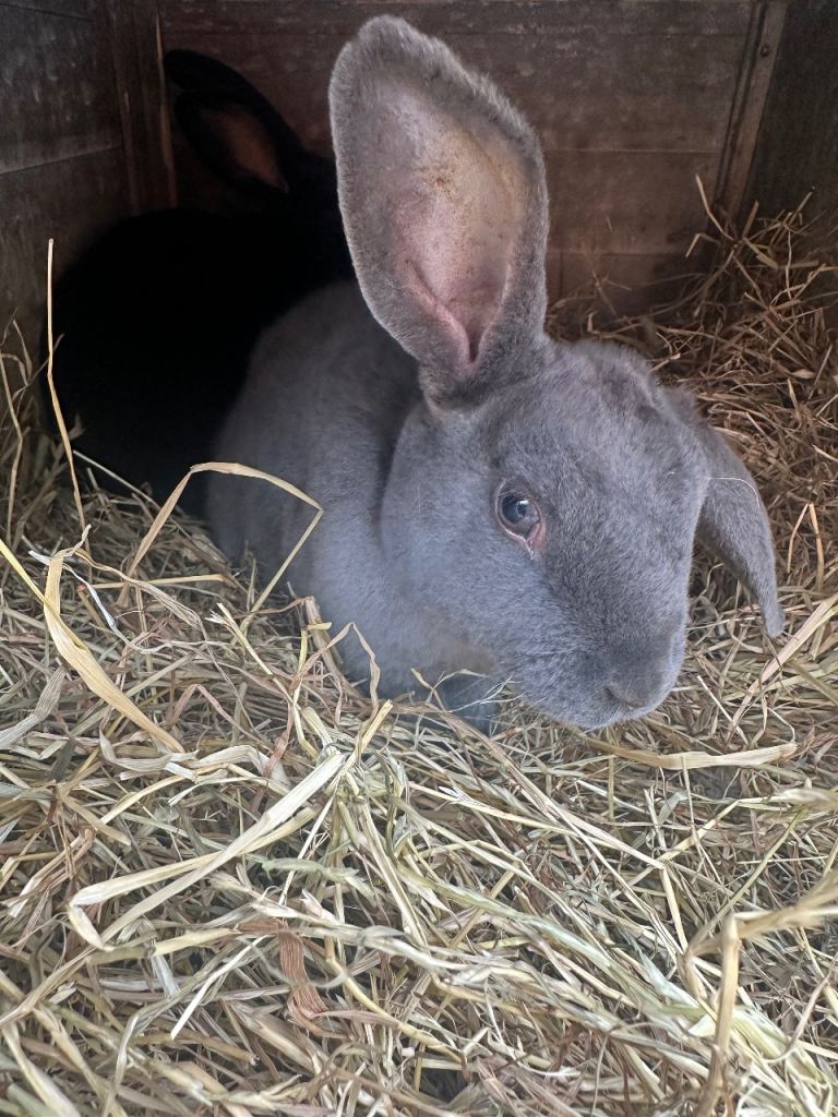 Rex Standard/Lop Rabbit 