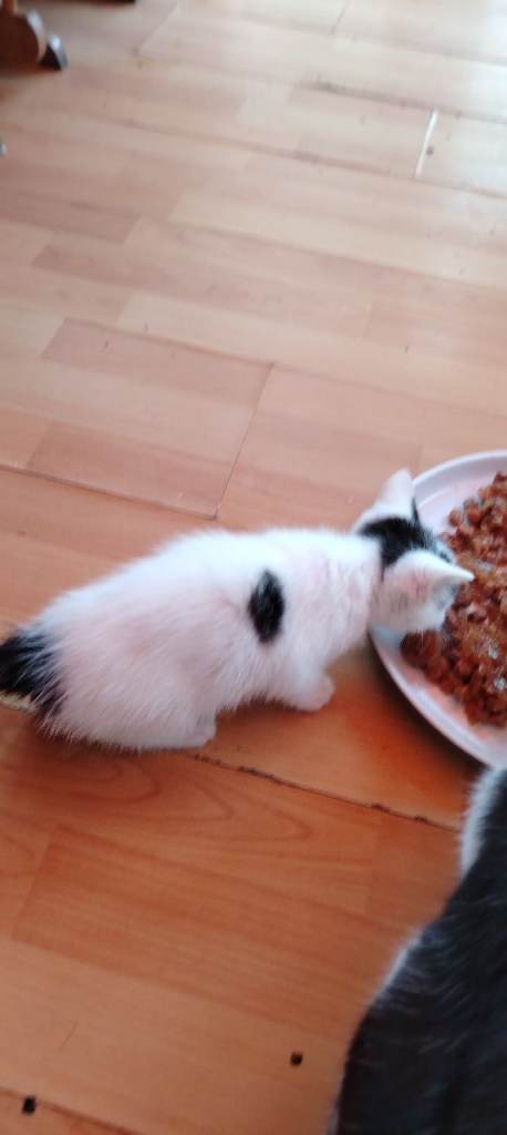 Kittens ready for new forever homes 