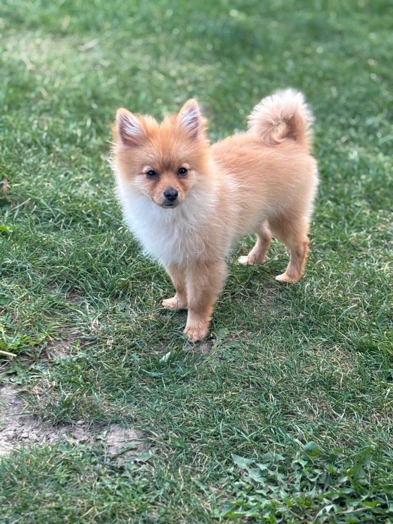 8 month old Pomeranian 