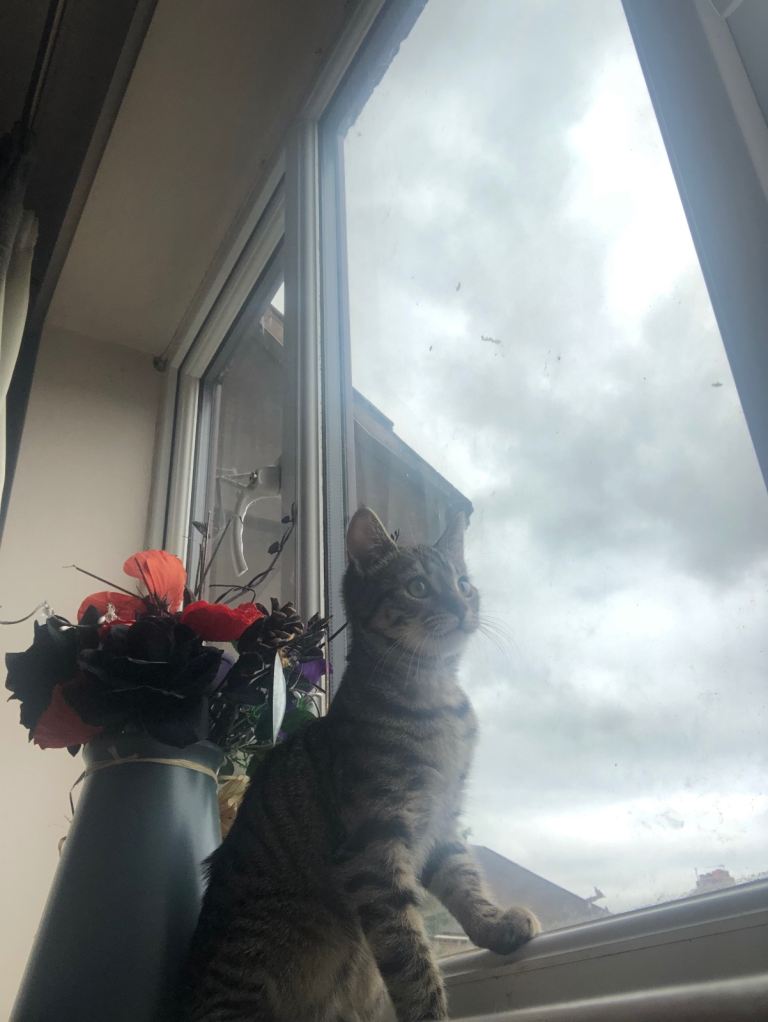 Female tabby kitten 