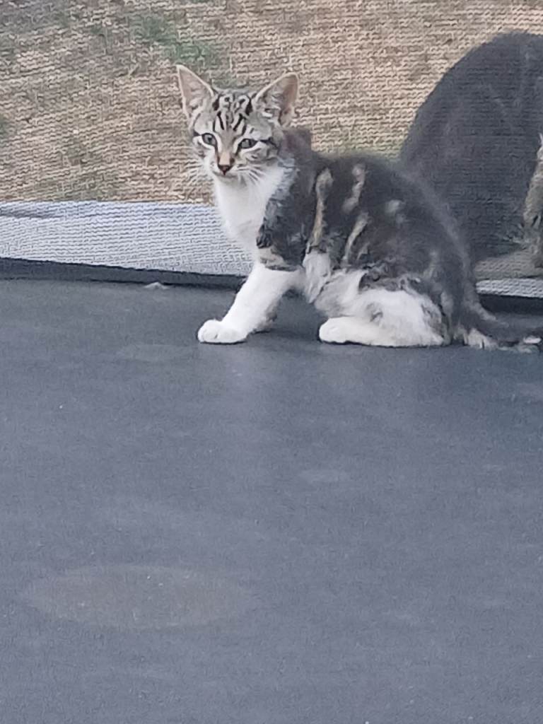 3 month old tabby male kitten 