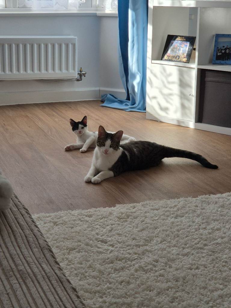 White and black bengal cross. Boy. 5 months old.