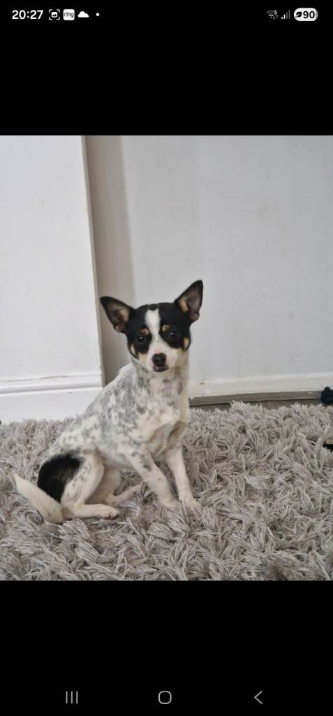 Chihuahua x Jack Russel Female 